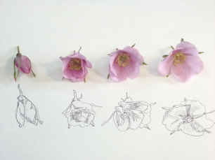 Donald R Ricker Rugosa Blossoms