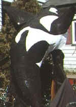 orca.jpg (24434 bytes)